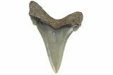 Serrated Angustidens Tooth - Megalodon Ancestor #169314-1